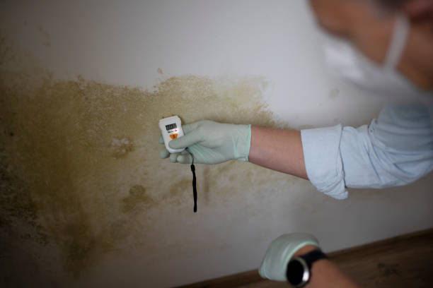Best Mold Remediation for Schools in Hendersonville, NC